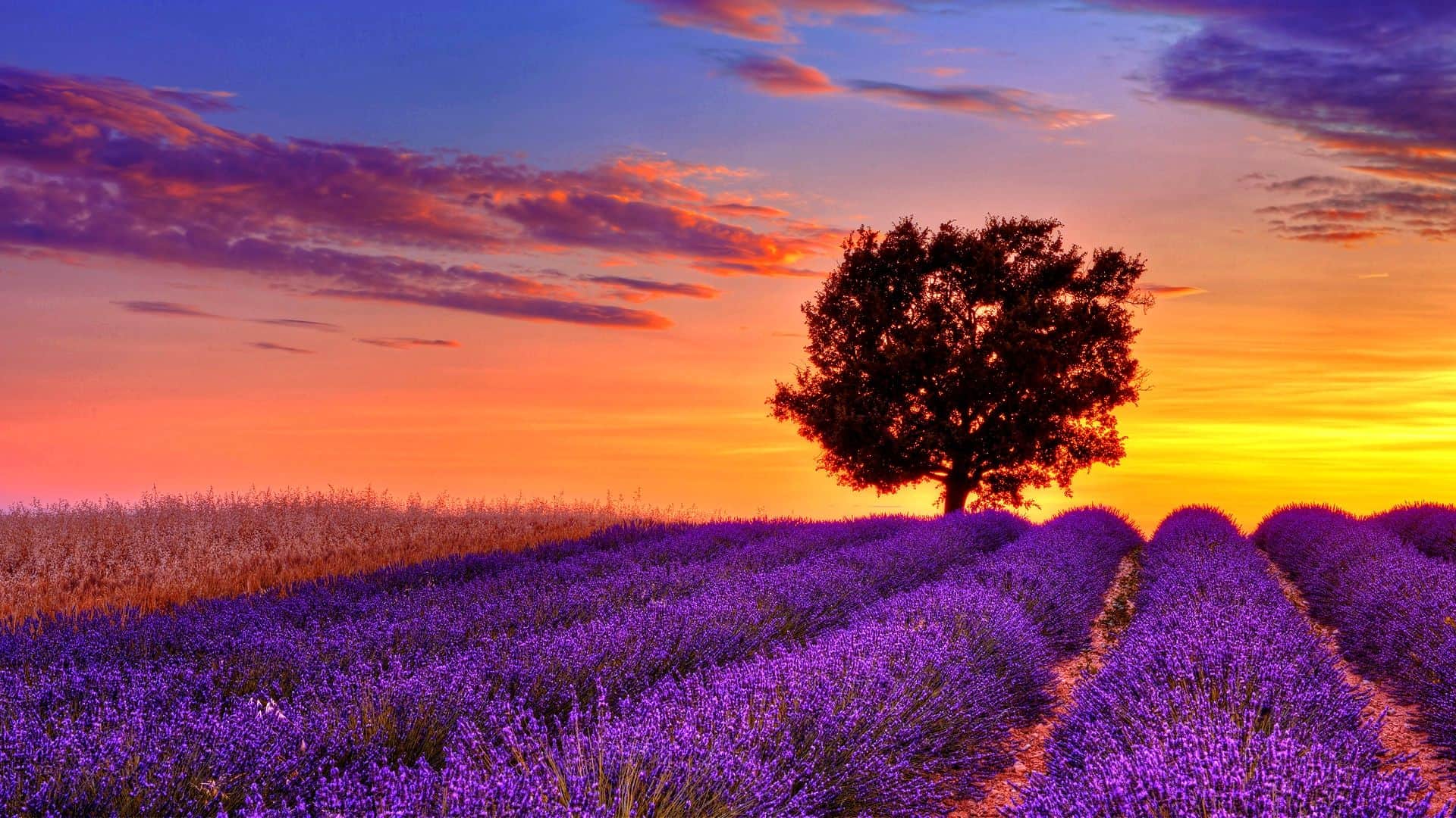 lavender-flower-field-sunset-high
