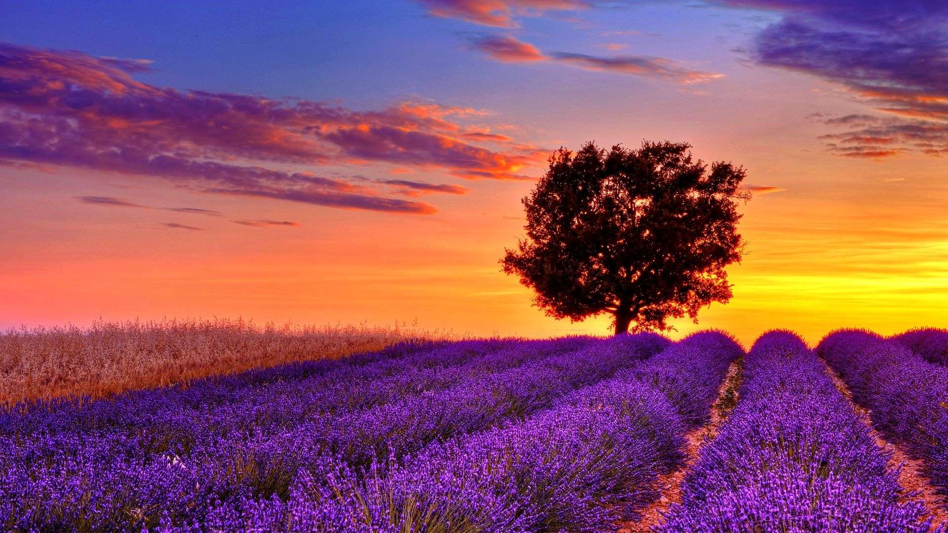 lavender-flower-field-sunset-high-resolution-wallpaper-for- desktop-background-download-lavender-images-free - Body Power And Posture